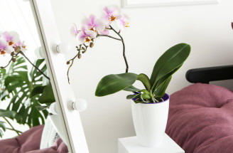 Orchidea: Najznámejšie druhy a TOP rady pre pestovanie a množenie