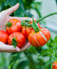 Rastliny odháňajúce škodcov od paradajok - nezabudnite ich vysadiť!