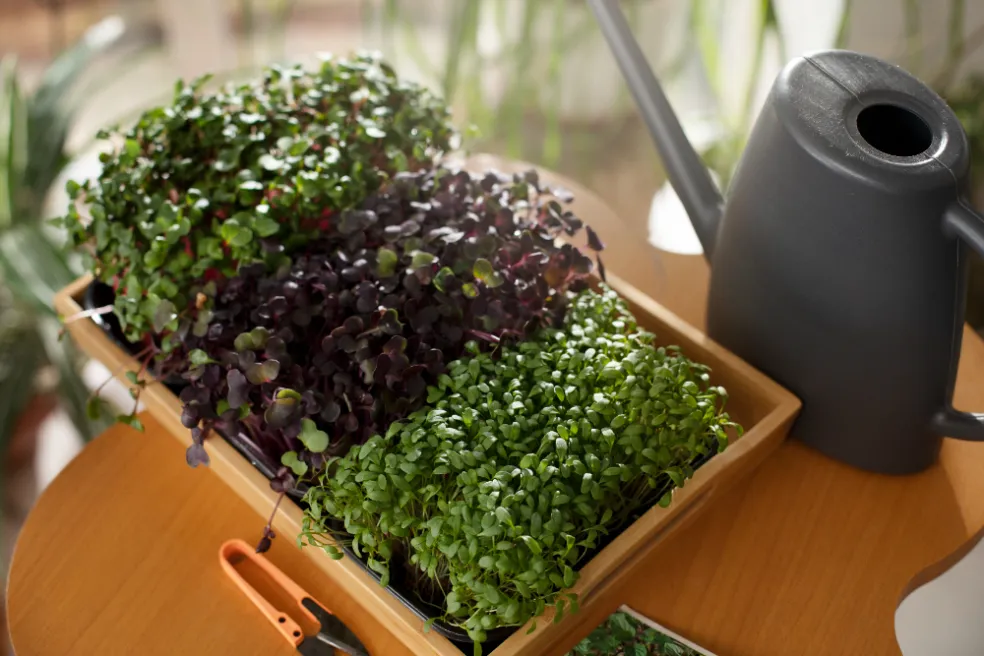 čerstvé microgreens