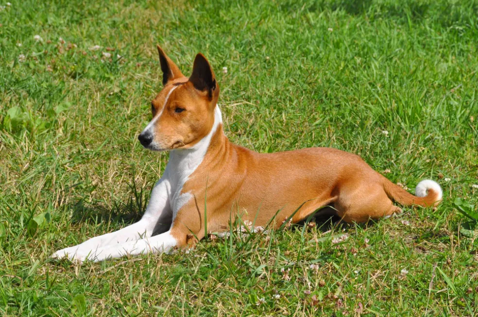 basenji