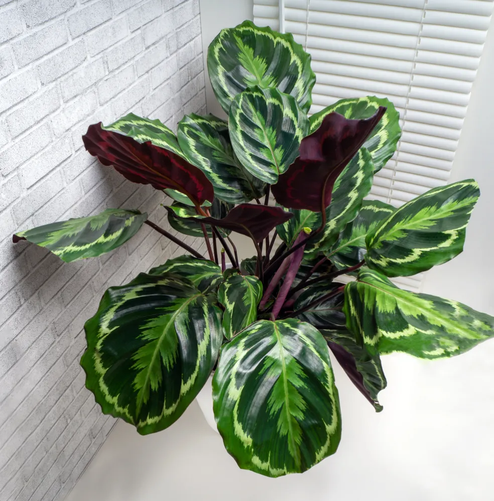 Calathea roseopicta