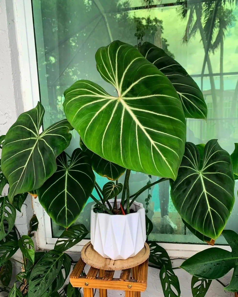 Philodendron gloriosum
