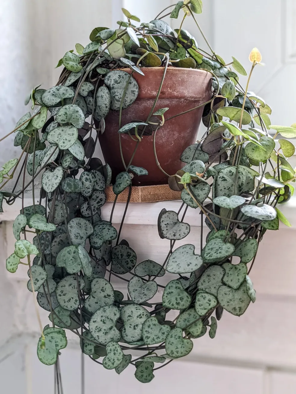 Ceropegia woodii