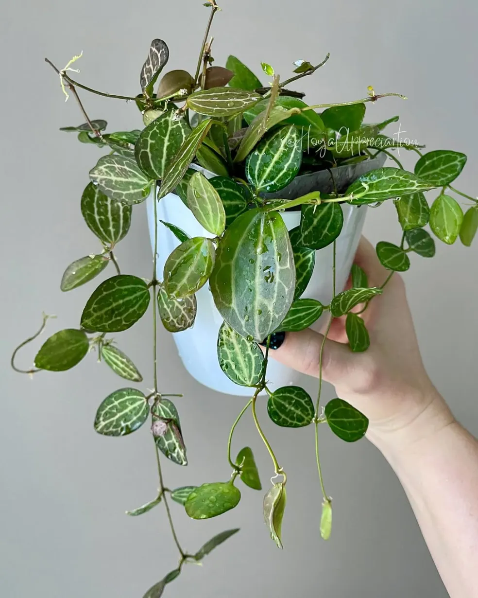 Dischidia ovata