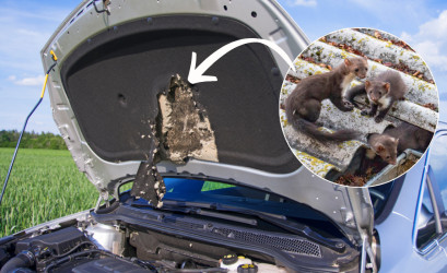 Kuna v aute: Ako ju odohnať a čo robiť, ak už niečo zničí?